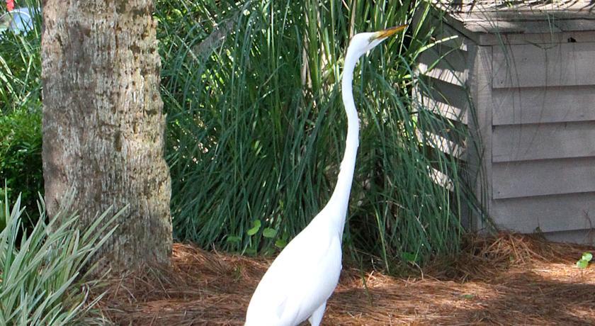The Village At Palmetto Dunes Condominiums Hilton Head Island Dış mekan fotoğraf